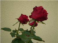 f89e5b42-Picture 535.jpg